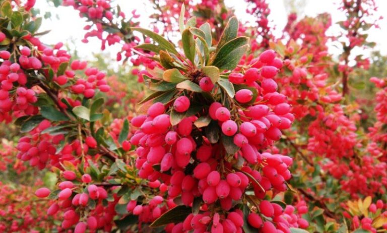barberry2