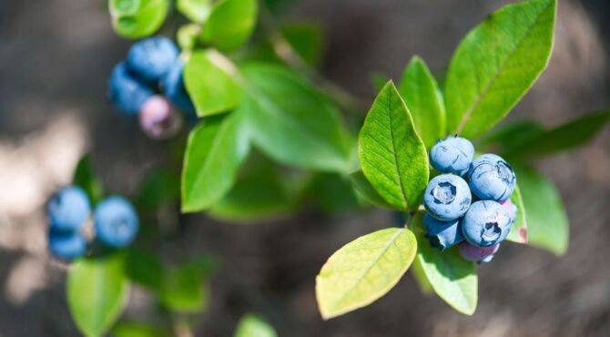 خداحافظی با چین‌وچروک‌های پوست به لطف بلوبری