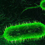 آخرین وضعیت بیماری وبا در ایران، منطقه و جهان اعلام شد